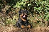 ROTTWEILER 007